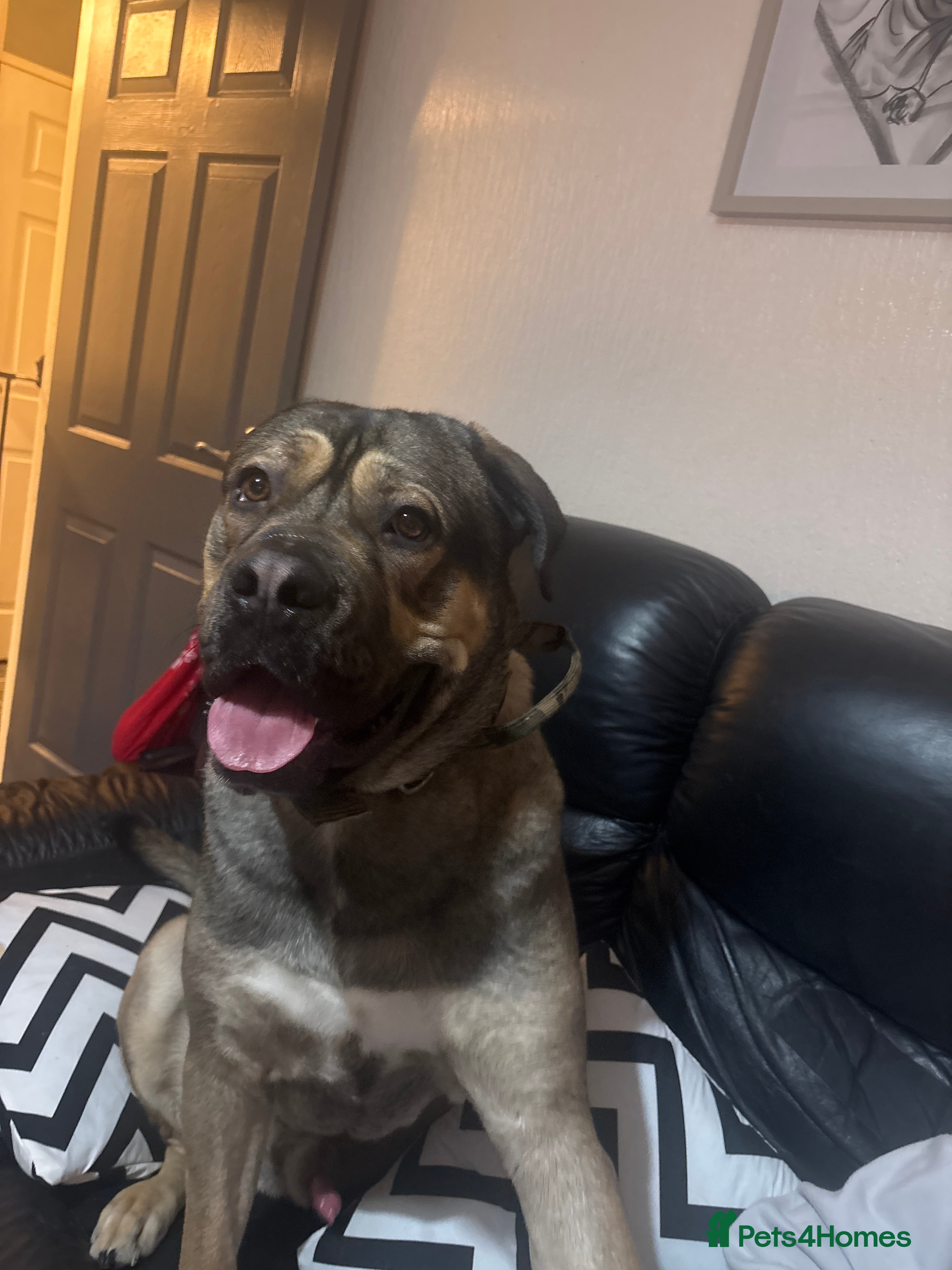 Mixed Breed dogs 13 month old cane corso / dogue de Bordeaux  - Advert 2