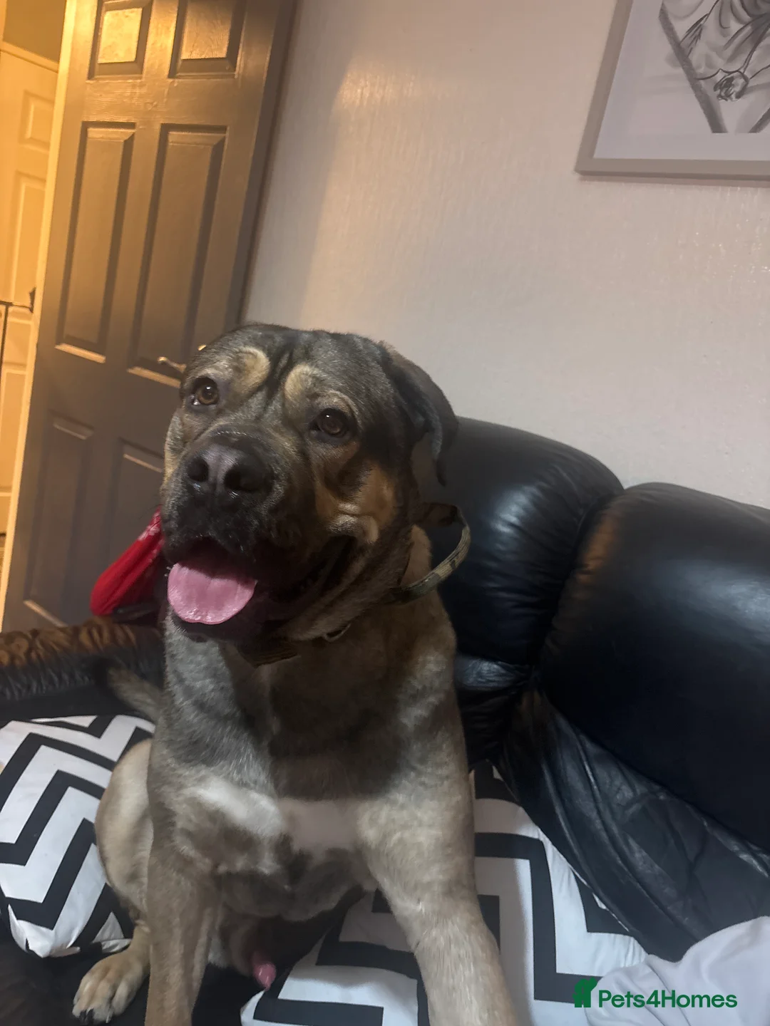 Mixed Breed dogs for sale: 13 month old cane corso / dogue de Bordeaux  - Advert 1