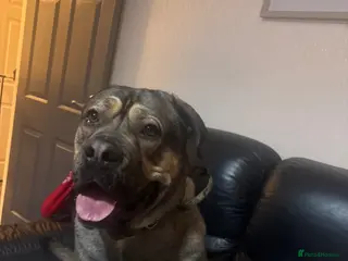 Mixed Breed dogs 13 month old cane corso / dogue de Bordeaux - Advert 2