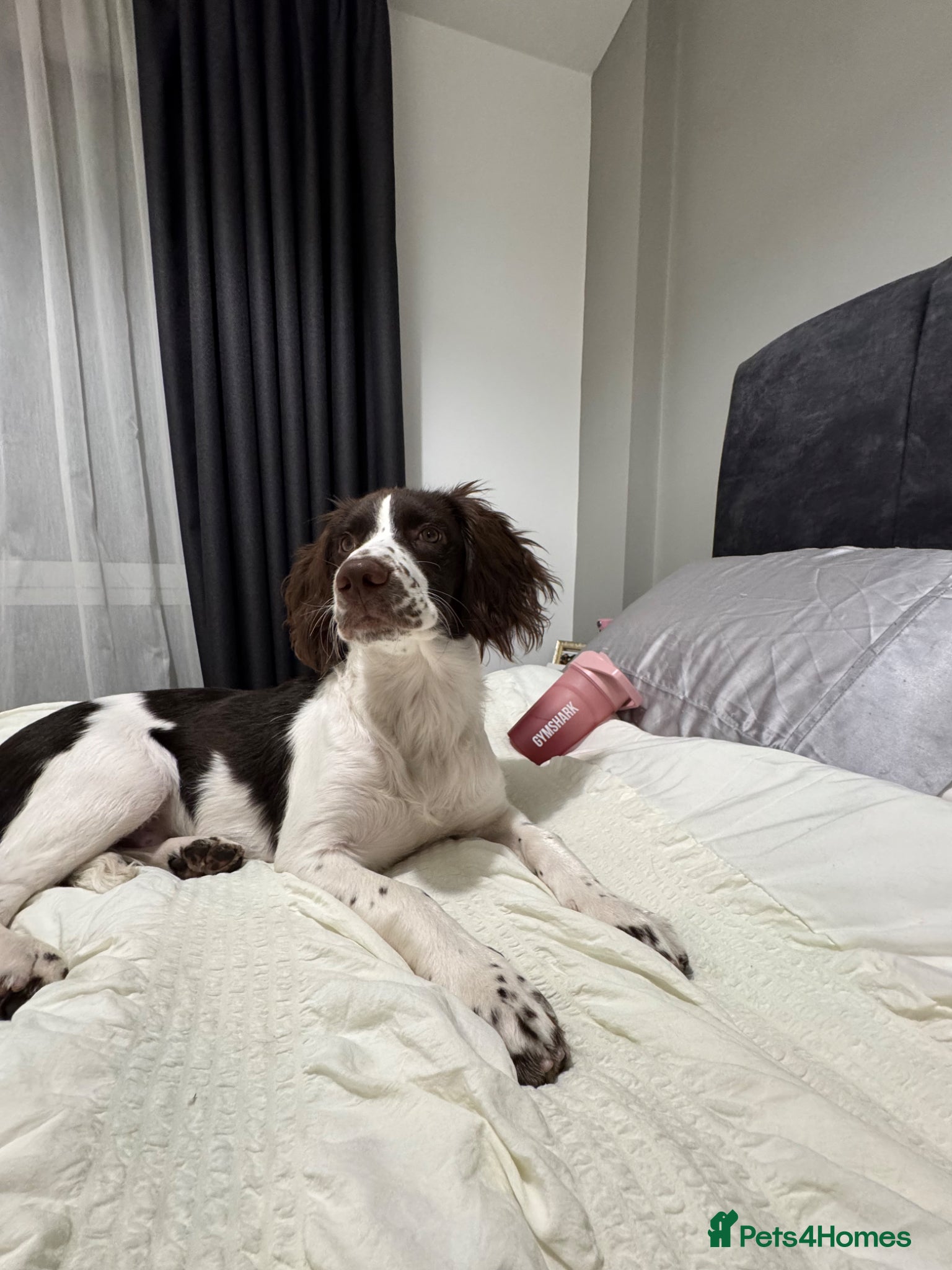 English Springer Spaniel dogs Oakley springer spaniel puppy  - Advert 16