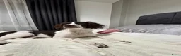 English Springer Spaniel dogs for sale: Oakley the springer spaniel puppy  - Advert 1