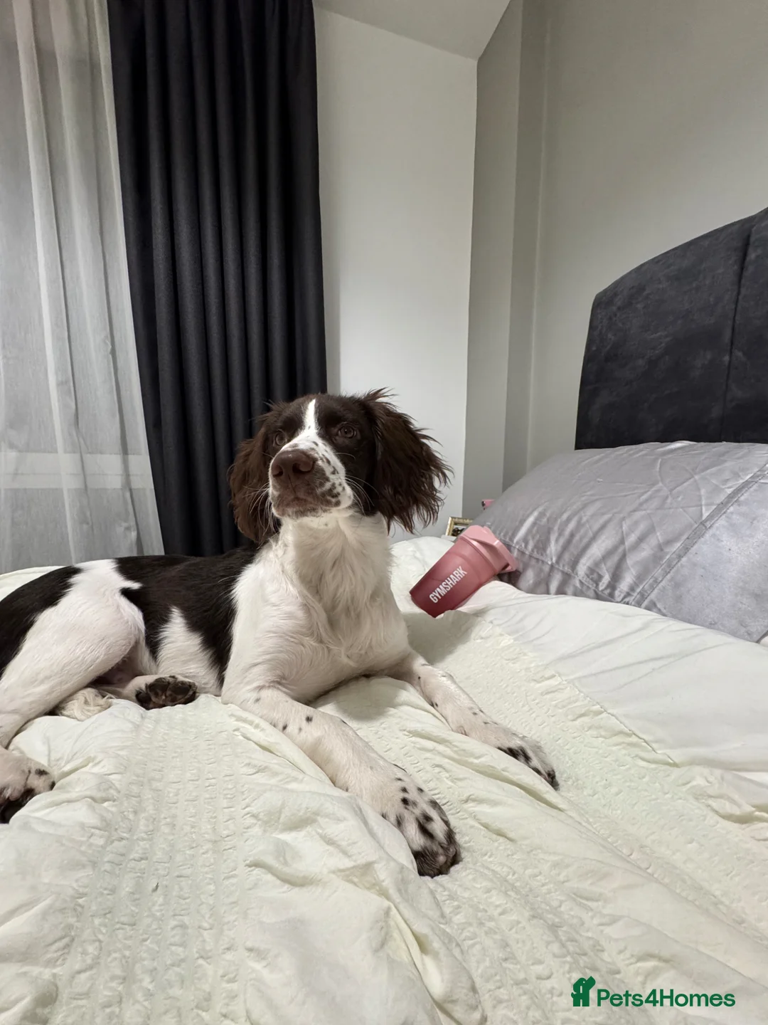 English Springer Spaniel dogs for sale: Oakley the springer spaniel puppy  - Advert 1