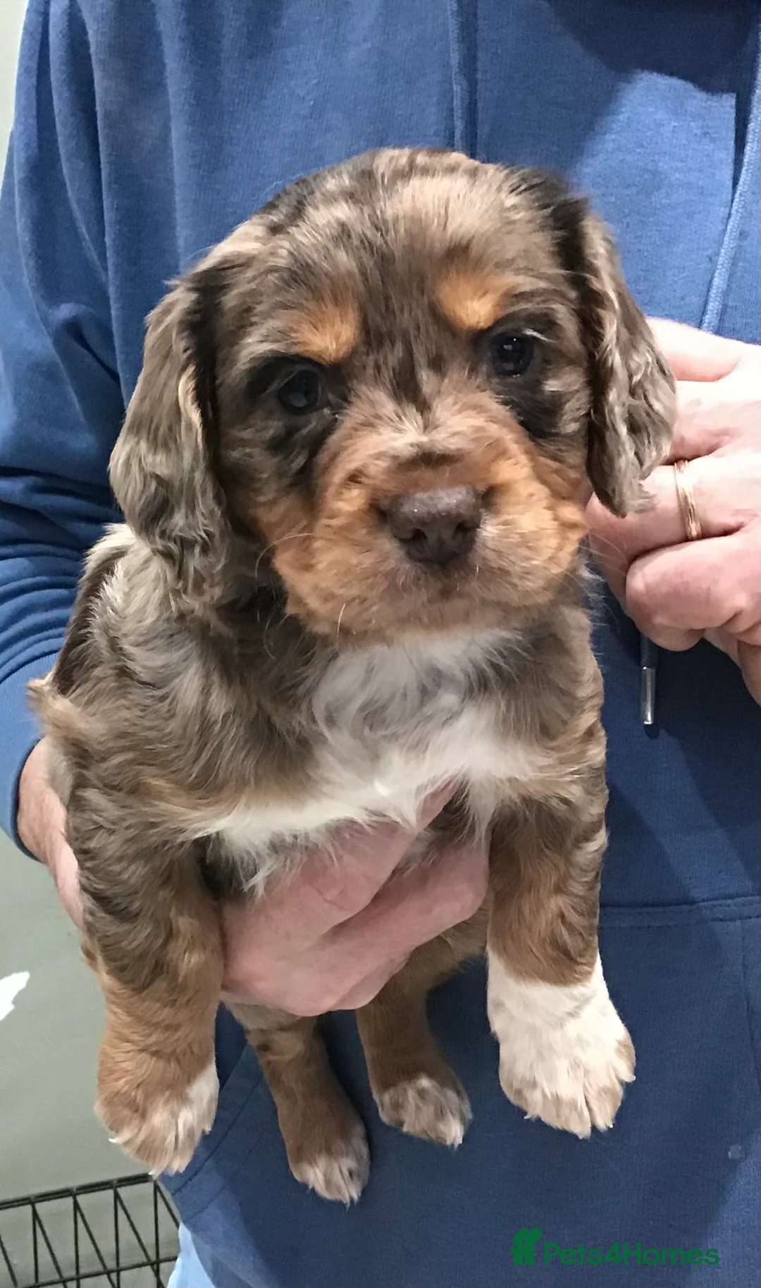 Cocker Spaniel dogs for sale: ABSOLUTELY STUNNING COCKER SPANIEL PUPPIES  - Advert 22