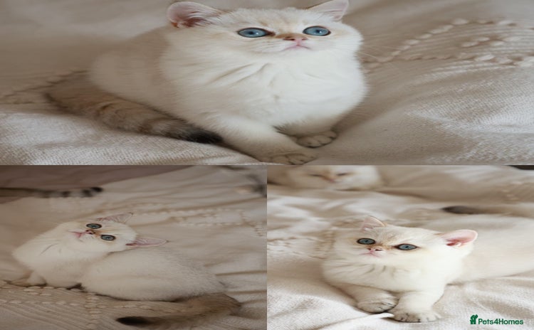 British Shorthair cats in Bedford - Advert 3