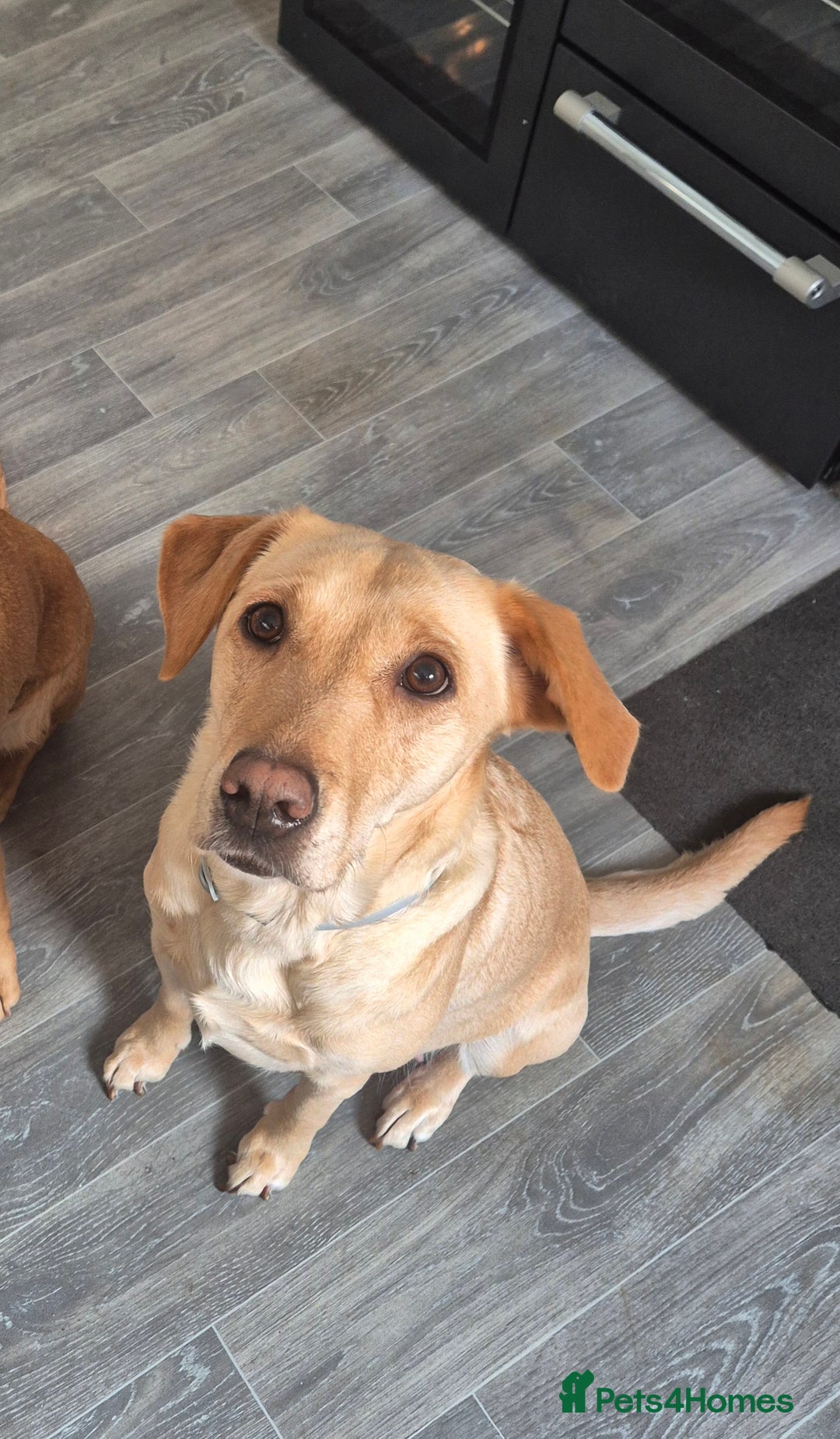 Labrador Retriever dogs for sale: Labrador Retriever puppies - Advert 2