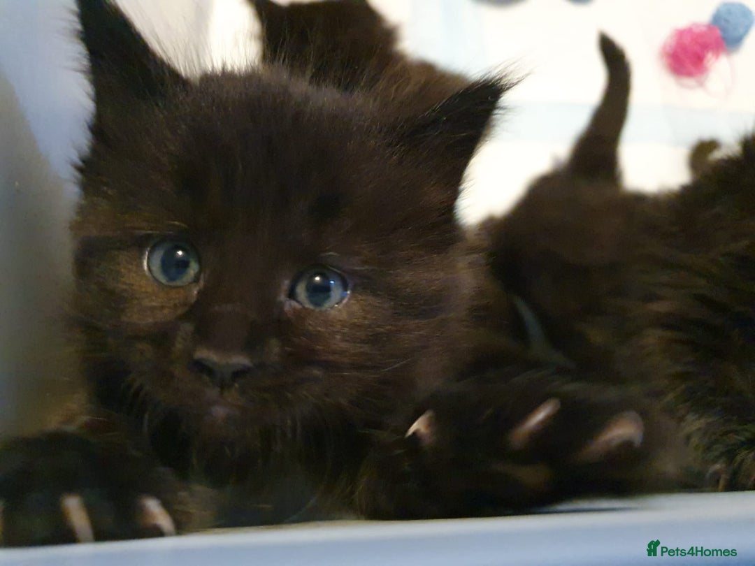 Ragdoll cats for sale: Ragdoll x maincoon - Image 1