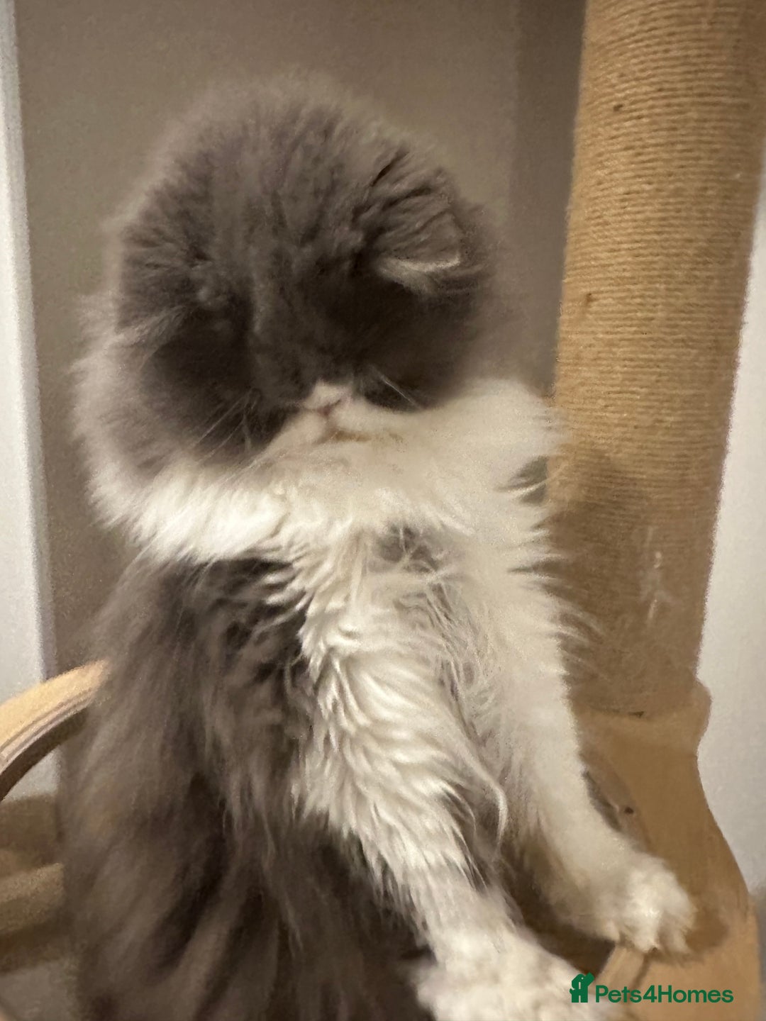 Persian cats for sale: GCCF Active Registered Bicolor Persian - Advert 5