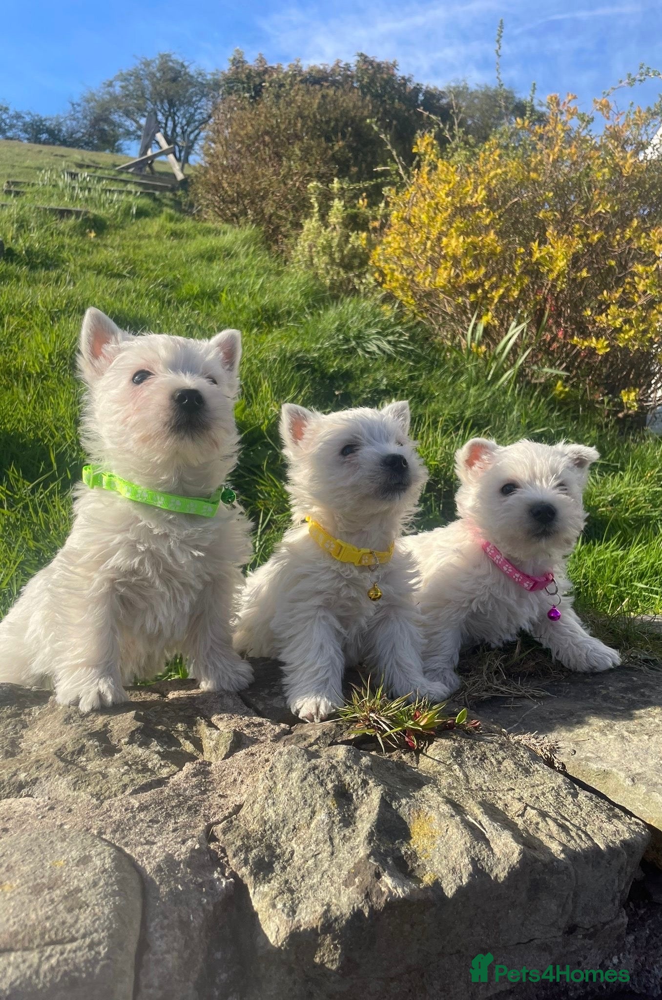 West Highland Terrier dogs Three beautiful female Westie puppies - Advert 6