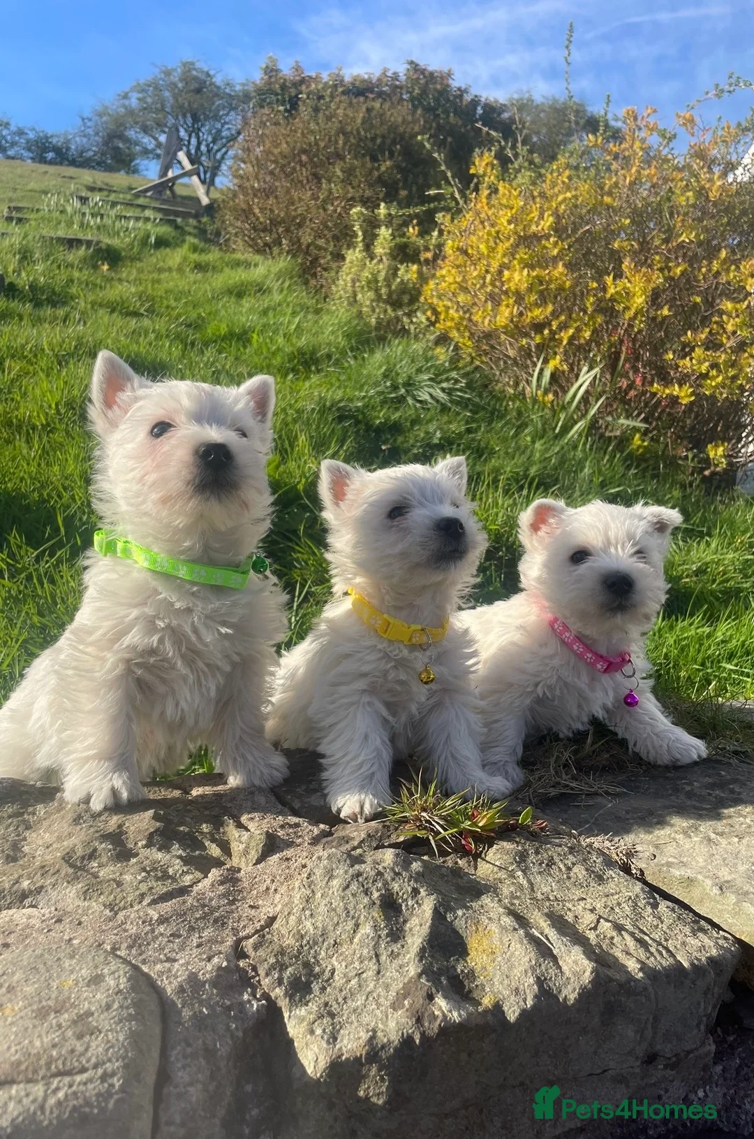 West Highland Terrier dogs for sale: Three beautiful female Westie puppies in Lampeter - Advert 1