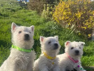 West Highland Terrier dogs Three beautiful female Westie puppies - Advert 12