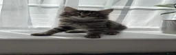 Turkish Angora cats for sale: Cute Turkish Angora x British Shorthair Kitten - Advert 18