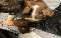 Cocker Spaniel dogs for sale: Lilah female spade cocker spaniel seeking rehoming - Advert 13