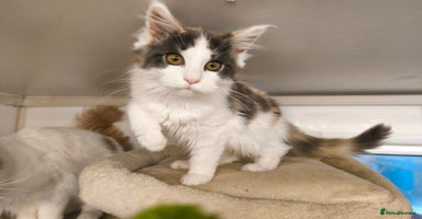 Maine Coon cats - Advert 6