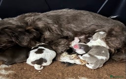 Shih Tzu dogs for sale: Imperial shih tzu pups - Advert 1