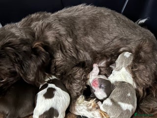 Shih Tzu dogs Imperial shih tzu pups - Advert 3