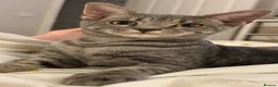 Mixed Breed cats for sale: 2 gorgeous rare ghost tabby kitty’s!  - Advert 2