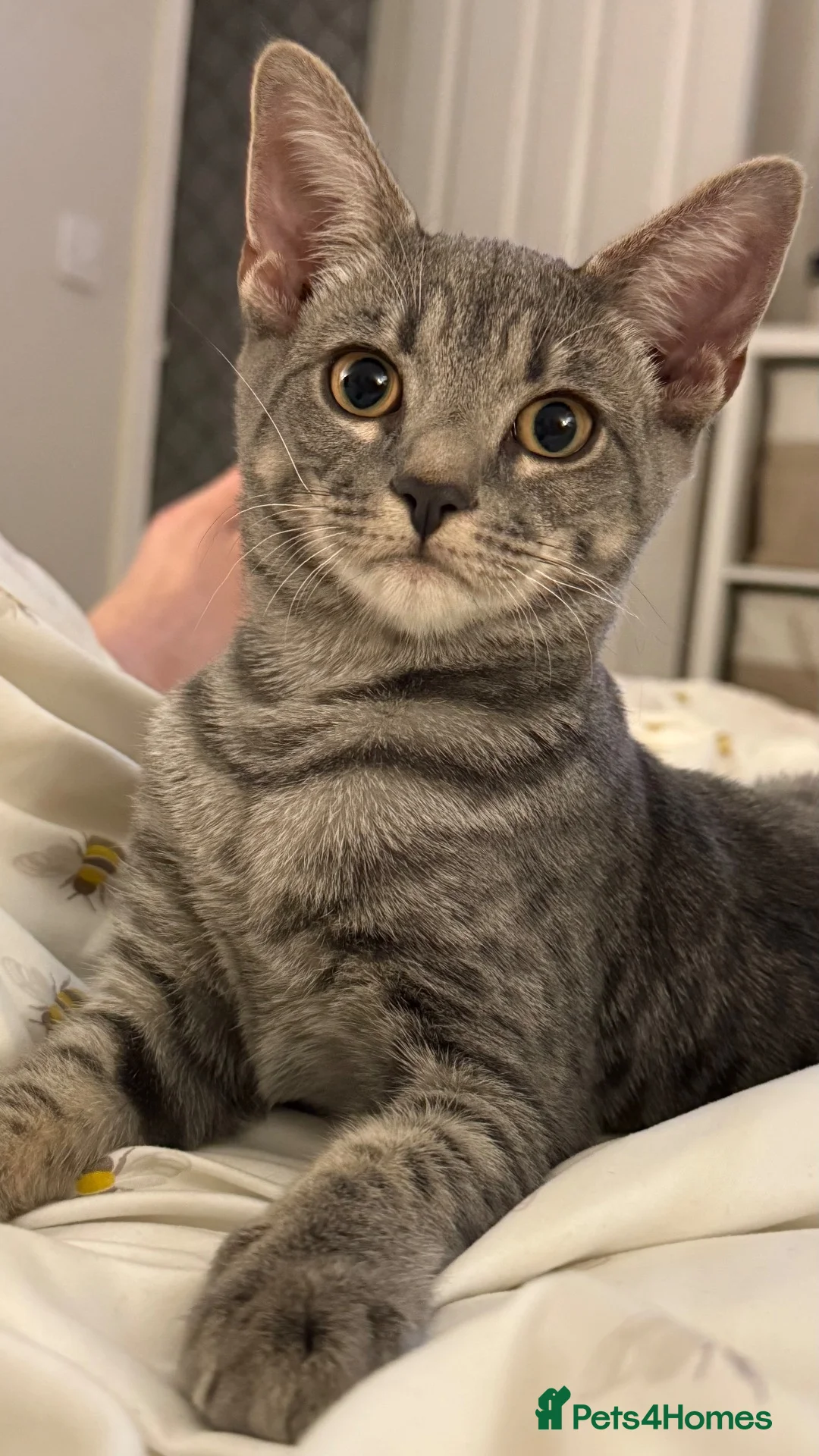 Mixed Breed cats for sale: 2 gorgeous rare ghost tabby kitty’s!  - Advert 2