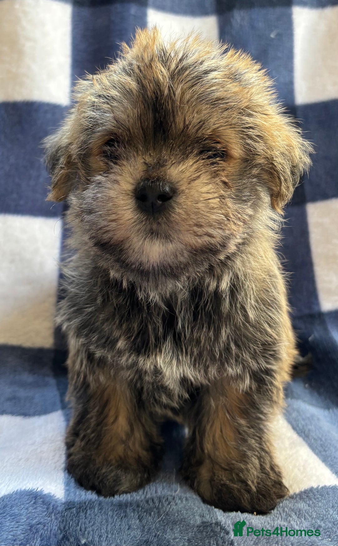 Maltipoo dogs for sale: Stunning Maltipoo Puppies ⭐️ DNA Tested ⭐️ - Image 9