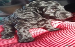 Cockapoo dogs for sale: Cockapoo puppies for Sale - Image 3