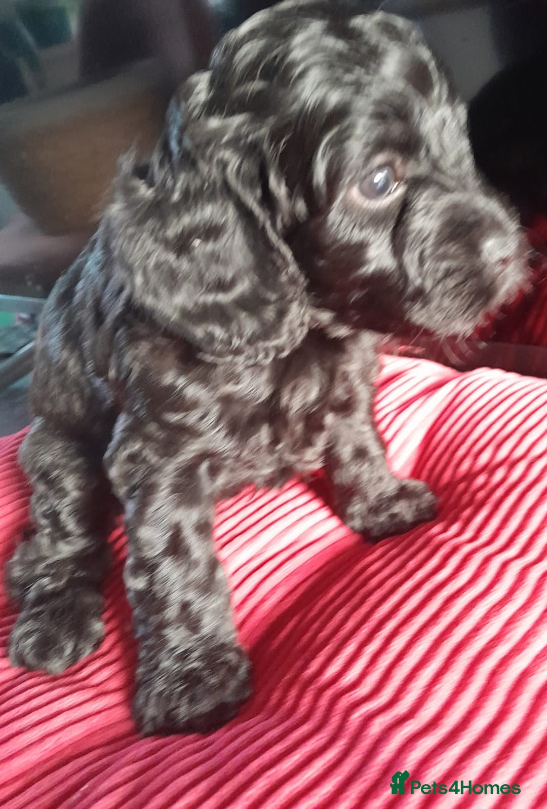 Cockapoo dogs for sale: Cockapoo puppies for Sale - Image 3