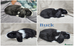 Mini Lop rabbits for sale: Stunning baby bunny 🐰  - Image 4