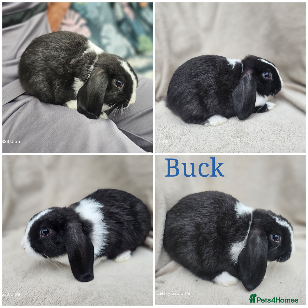 Mini Lop rabbits for sale: Stunning baby bunny 🐰  - Image 4