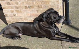 Cane Corso dogs for sale: REHOMING Cane Corso Female - Image 3