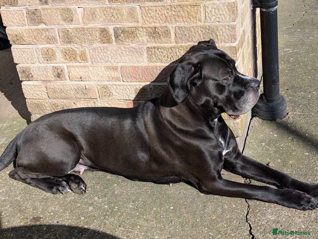 Cane Corso dogs for sale: REHOMING Cane Corso Female - Image 3