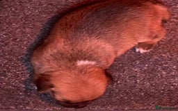 Jack Russell dogs for sale:  **  JACK RUSSELL PUPPIES - Image 5