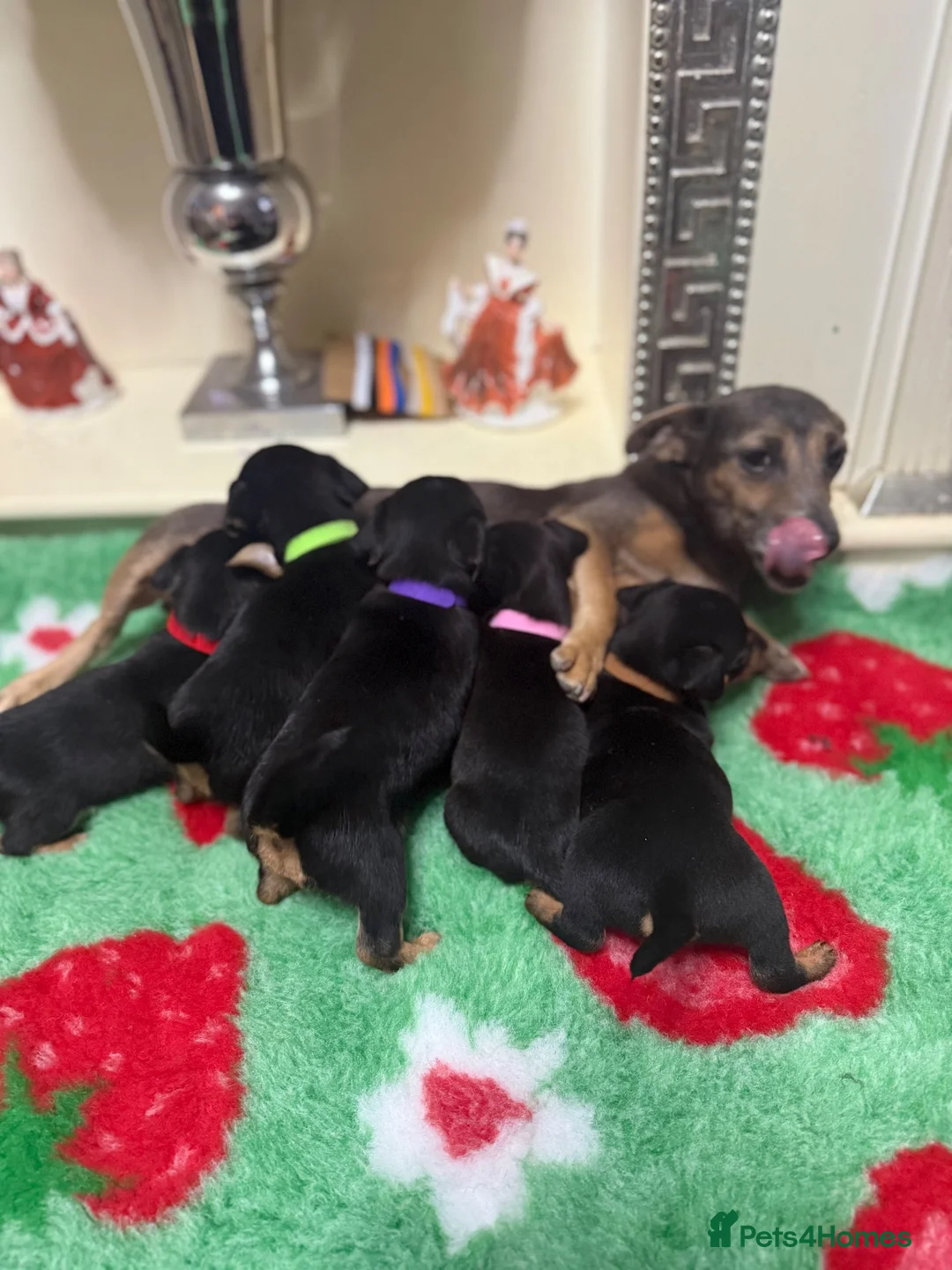 Jack Russell dogs for sale: Jack Russell’s - Advert 16