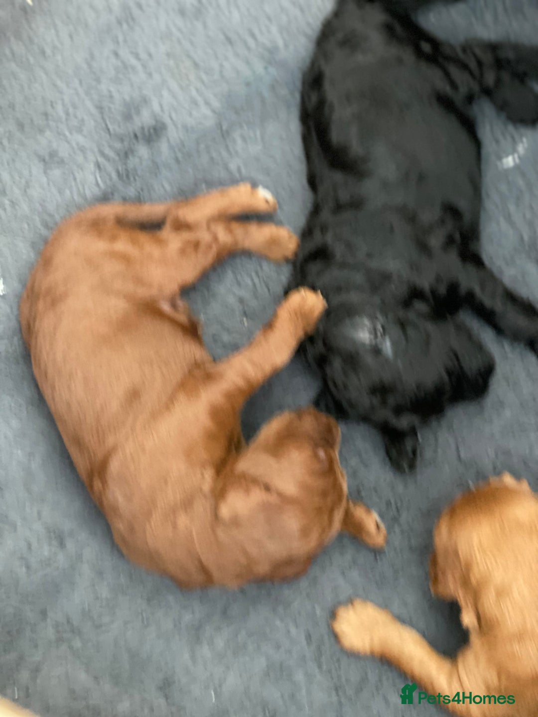 Irish Doodle dogs for sale: Irish doodle - Image 16