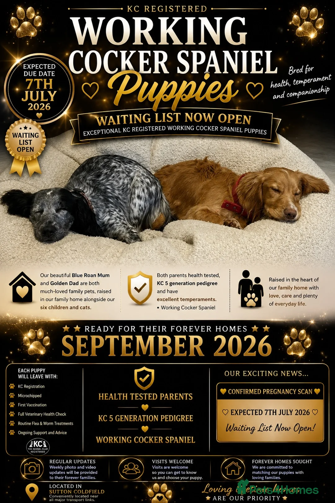 Cocker Spaniel dogs for sale: Working Cocker Spaniel  - Advert 1
