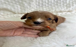 Cavapoo dogs for sale: Top Class Extensively tested F1b Toy Cavapoo pups - Image 16