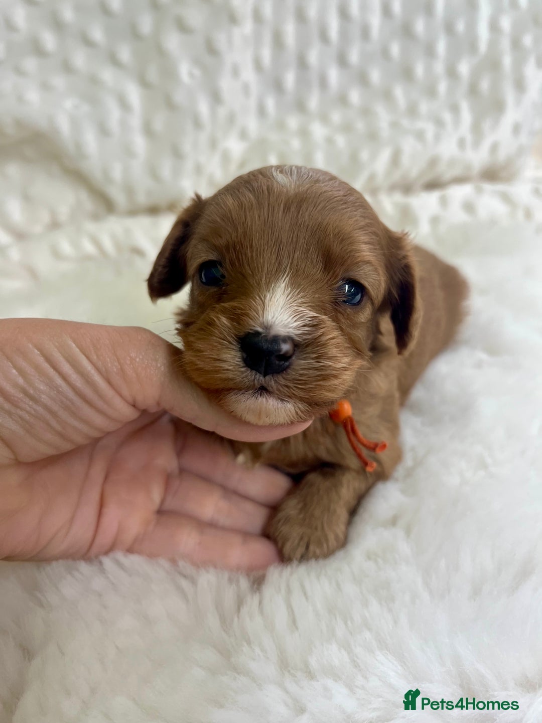 Cavapoo dogs for sale: Top Class Extensively tested F1b Toy Cavapoo pups - Image 16