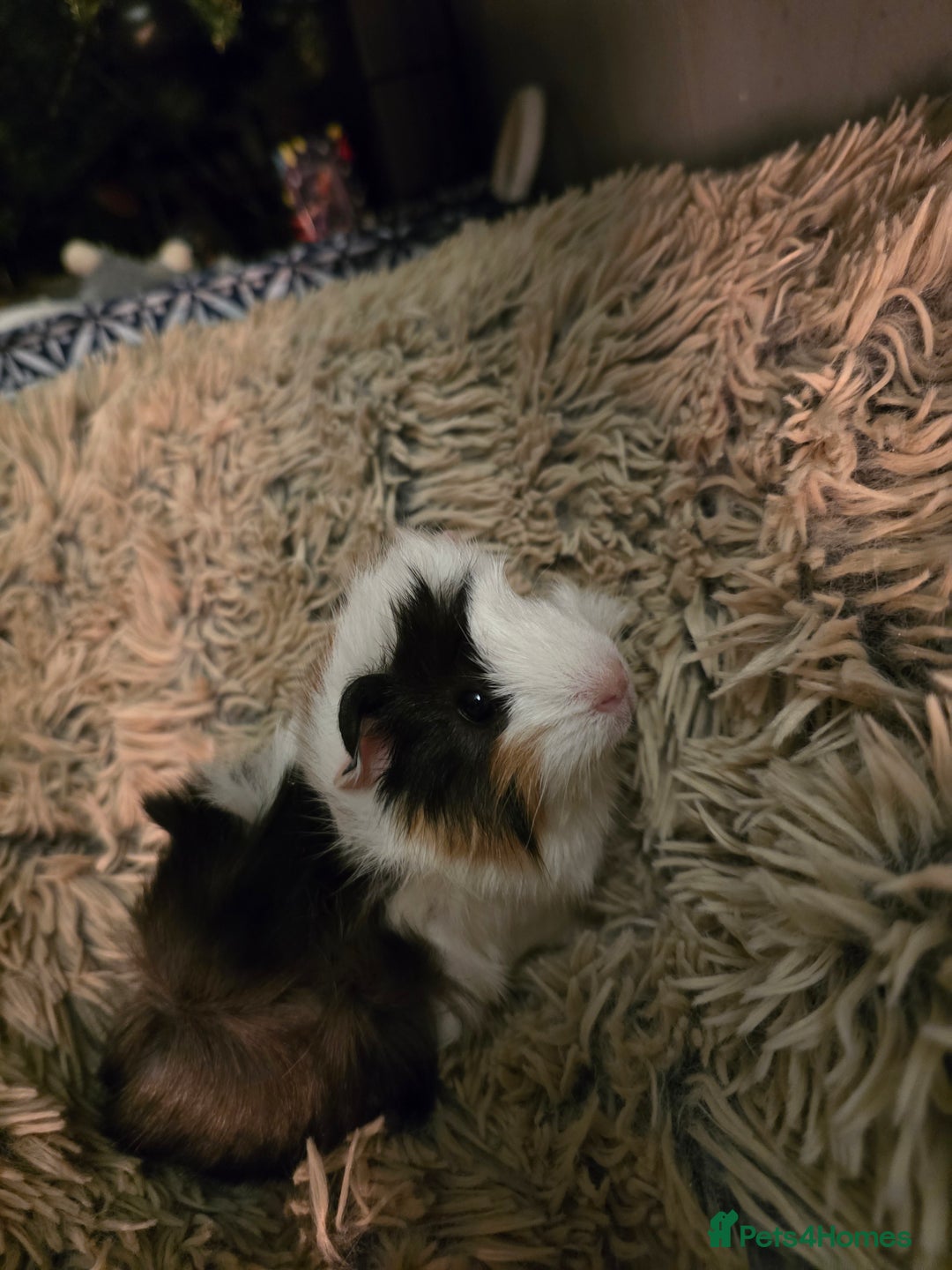 Guinea Pig rodents for sale: 2 female guineapigs  - Advert 7