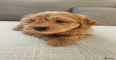 Mini Goldendoodle dogs - Advert 7