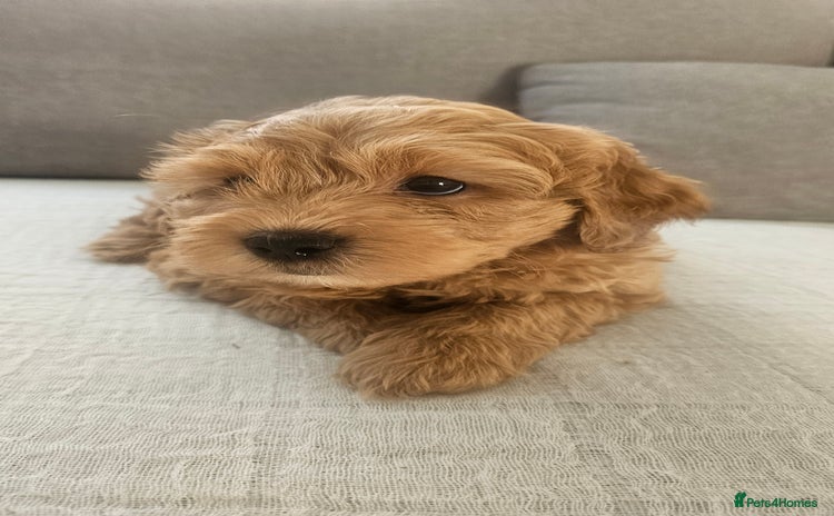 Mini Goldendoodle dogs - Advert 6