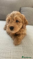 Mini Goldendoodle dogs - Advert 6