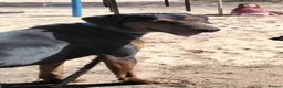 Mixed Breed dogs for sale: Doberman cross labrador in Rotherham - Advert 2