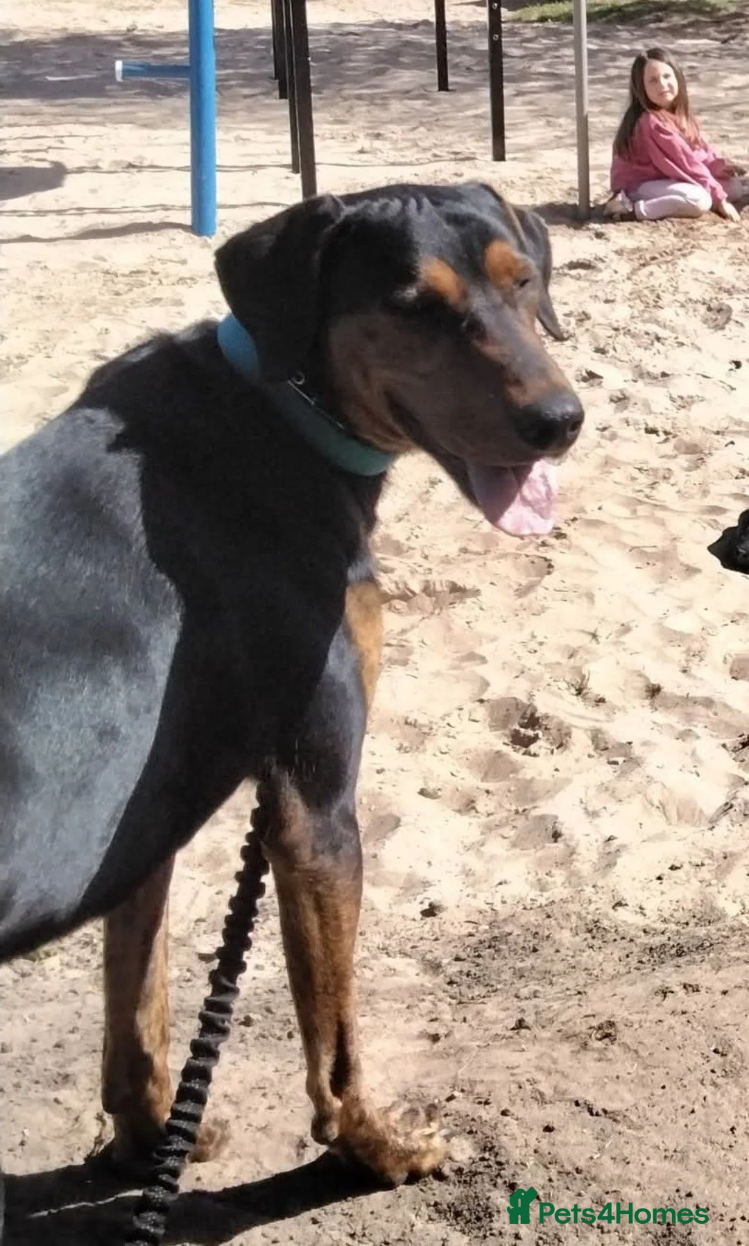 Mixed Breed dogs for sale: Doberman cross labrador in Rotherham - Advert 2