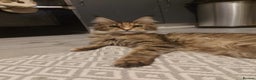 Maine Coon cats for sale: Beautiful Maine-coon girl.  - Advert 1