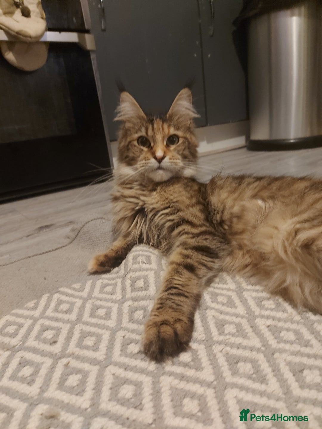 Maine Coon cats for sale: Beautiful Maine-coon girl.  - Advert 1