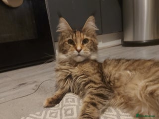 Maine Coon cats Beautiful Maine-coon girl. - Advert 1