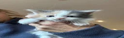 Mixed Breed cats for sale: Maine coon cross kittens stunning babies ready now - Advert 7