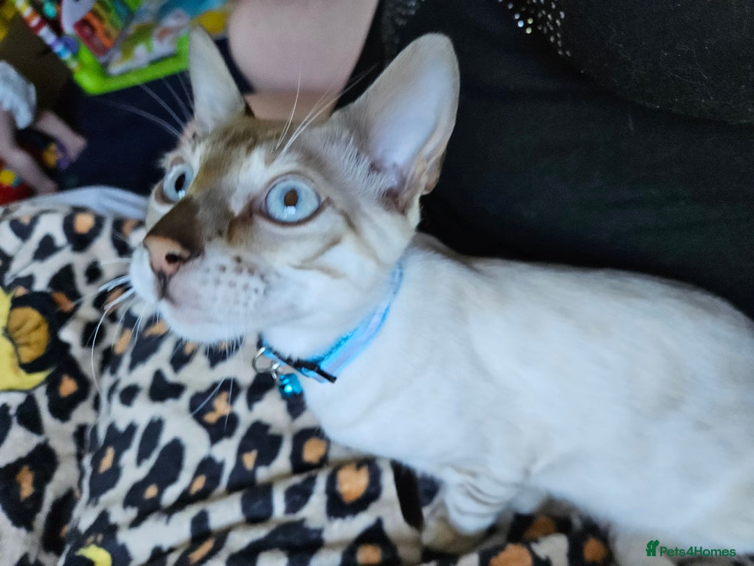 Bengal cats for sale: Snow bengal kittens for loving homes  - Image 29