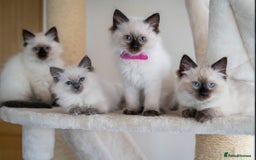 Ragdoll cats for sale: Beautiful Ragdoll Queen - Image 4