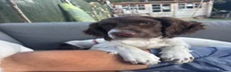 English Springer Spaniel dogs for sale: KC Working ESS puppies Ready to be rehomed now - Advert 3