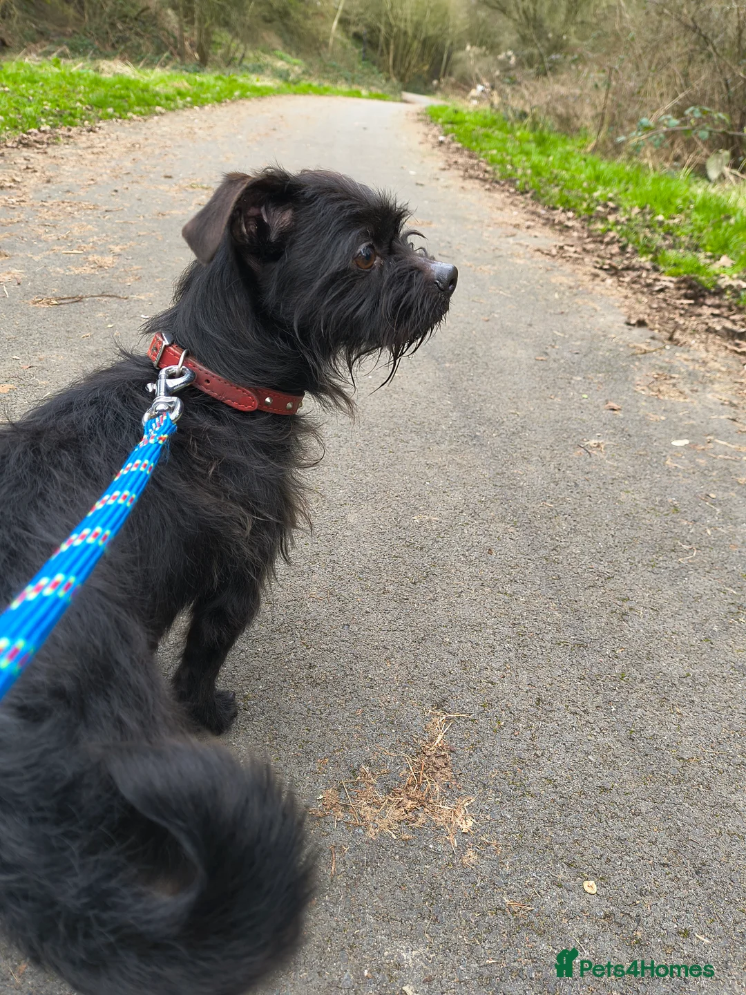 Shihpoo dogs for sale: Genuine and heartbreaking rehome mini mixed breed. in Willenhall - Advert 2