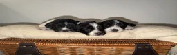 English Springer Spaniel dogs for sale: 3 female Springer spaniel puppies  - Advert 2