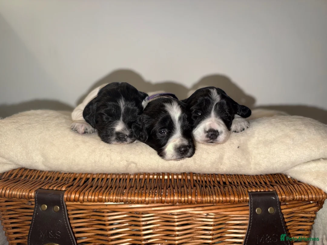 English Springer Spaniel dogs for sale: 3 female Springer spaniel puppies  - Advert 2